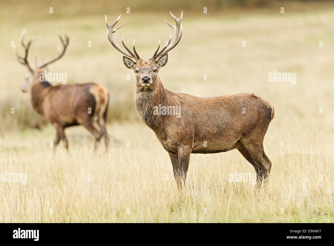 Ciervo rojo (Cervus elaphus) ciervos durante la rutina anual Foto de stock