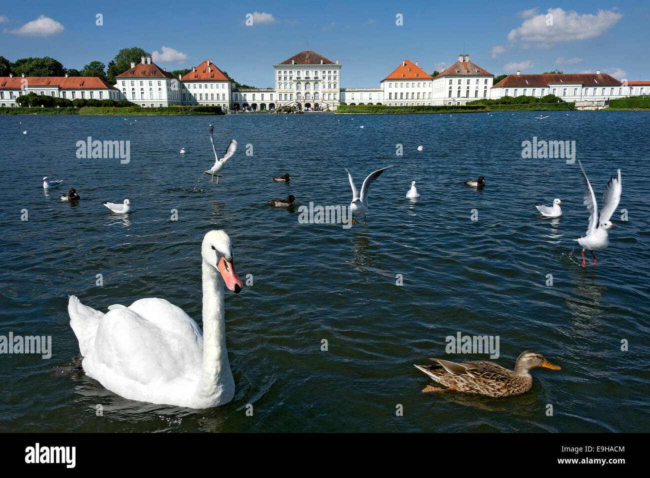 Silenciar los cisnes (Cygnus olor) y otras aves acuáticas en el palacio canal, detrás del lado oriental del Palacio de Nymphenburg, Munich Foto de stock