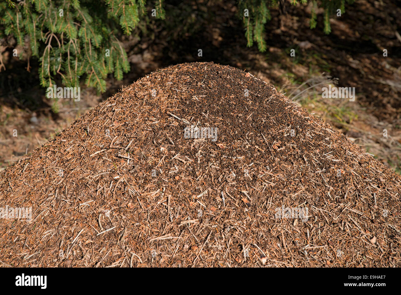Hormiguero de la hormiga de madera grande ROJO (Formica rufa), Tirol, Austria Foto de stock