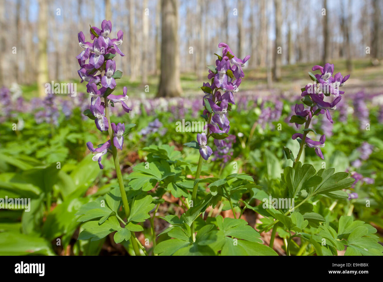 Hollow larkspur (Corydalis cava), florece, el Parque Nacional de Hainich, Turingia, Alemania Foto de stock