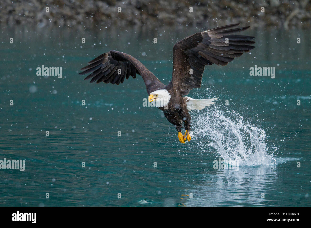 El águila calva en vuelo pesca en Alaska Foto de stock