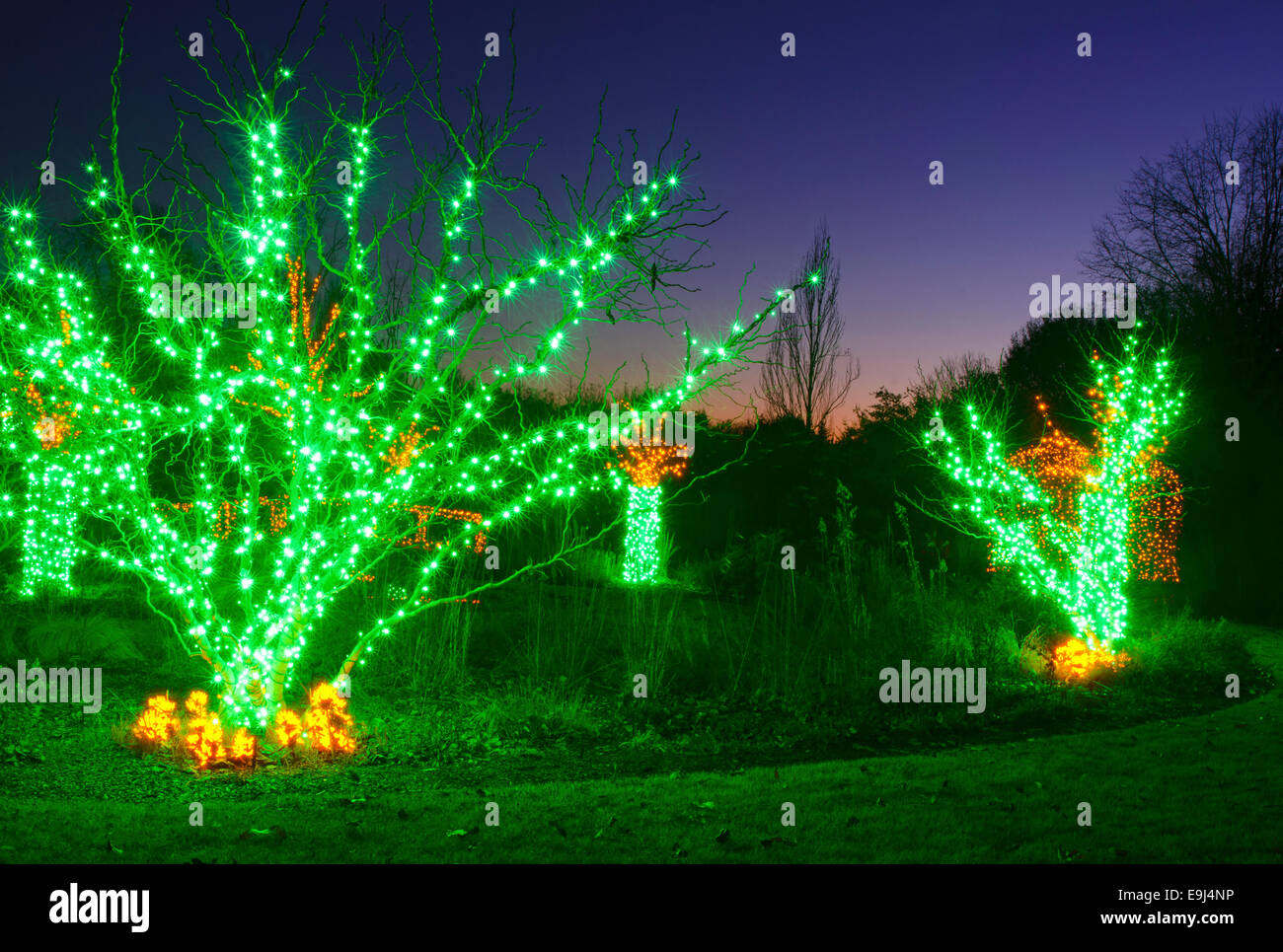 Árboles de Navidad en el exterior han sido decorados con luces verdes y  disparó contra un cielo azul brillante Fotografía de stock - Alamy