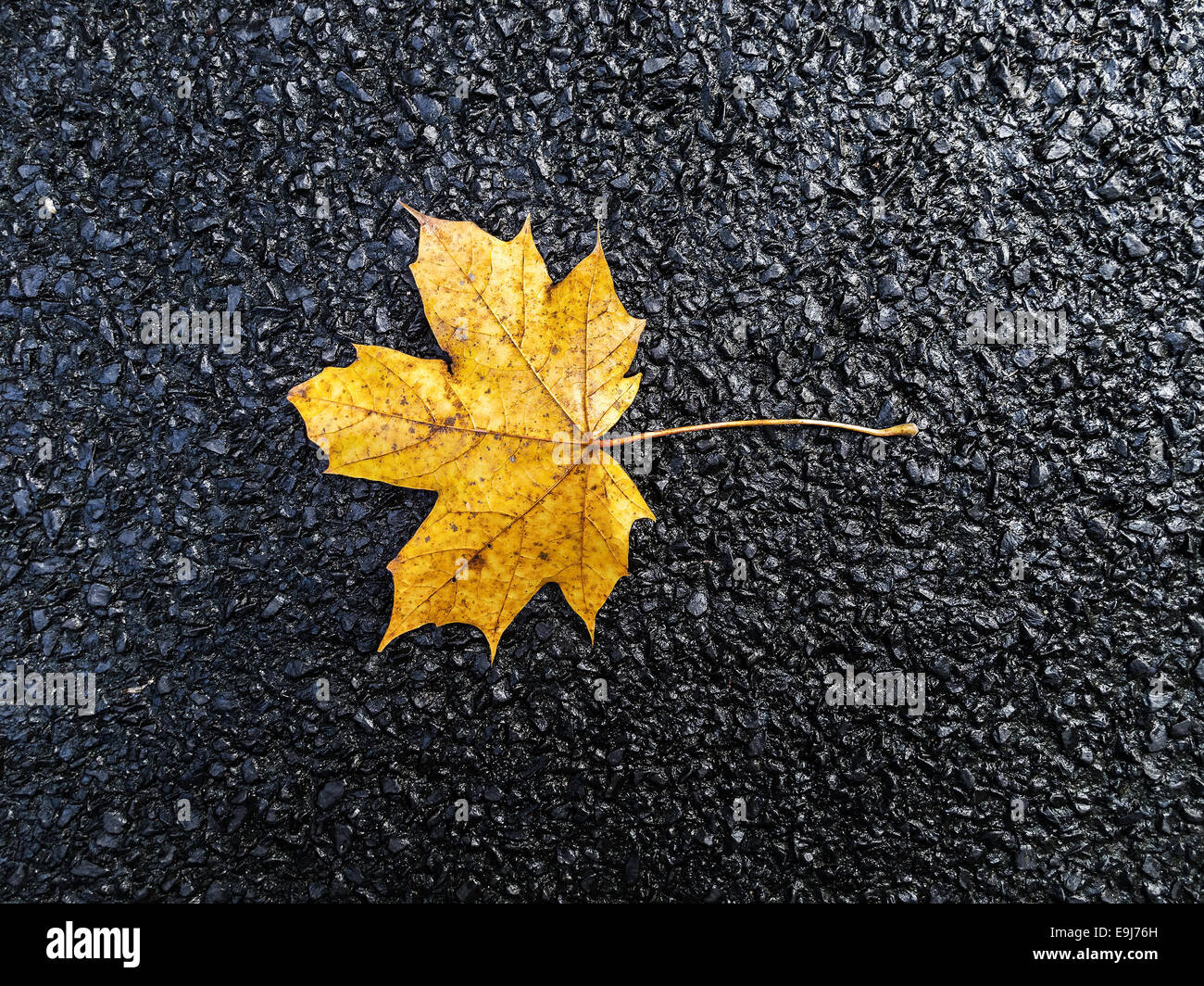 Hoja de otoño de color amarillo sobre fondo negro asfalto. Foto de stock