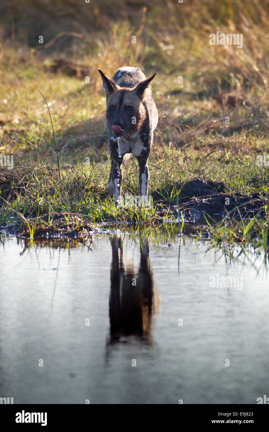 https://c8.alamy.com/compes/e9j823/perro-salvaje-bebe-de-un-lago-reflejado-en-el-lago-con-el-agua-brotaba-de-su-rostro-e9j823.jpg