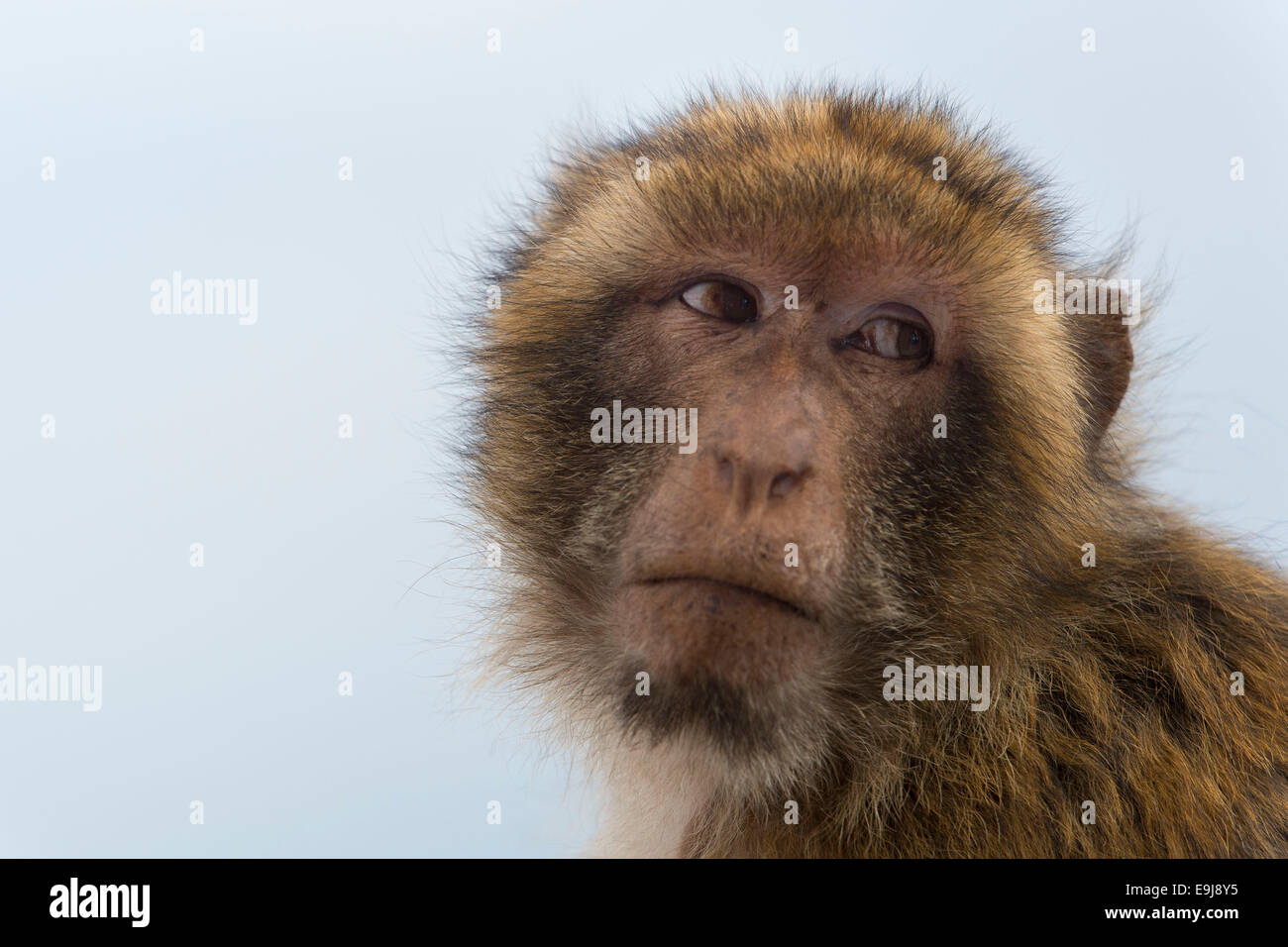 Un mono macaco de Berbería en el Peñón de Gibraltar. Foto de stock