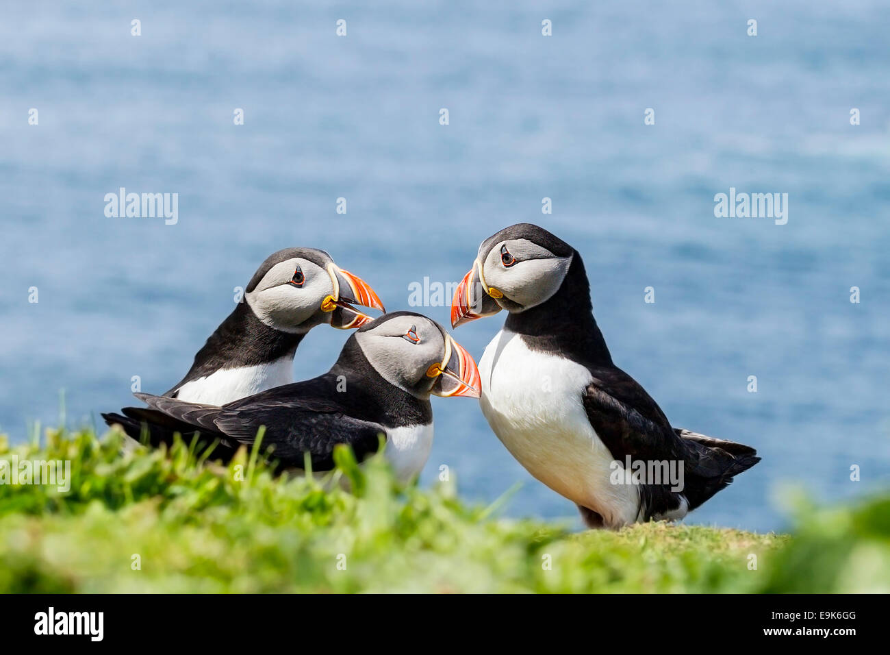 Frailecillo atlántico (Fratercula arctica) obteniendo picadas Foto de stock