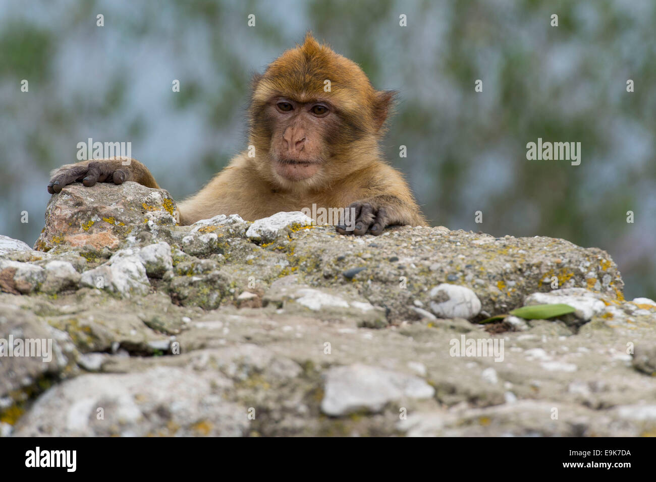 Un mono macaco de Berbería en el Peñón de Gibraltar. Foto de stock