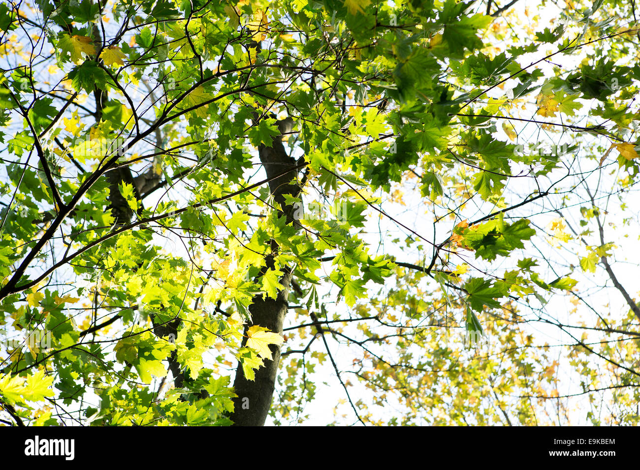 Bosque con coloridas hojas otoñales y cielo azul Foto de stock