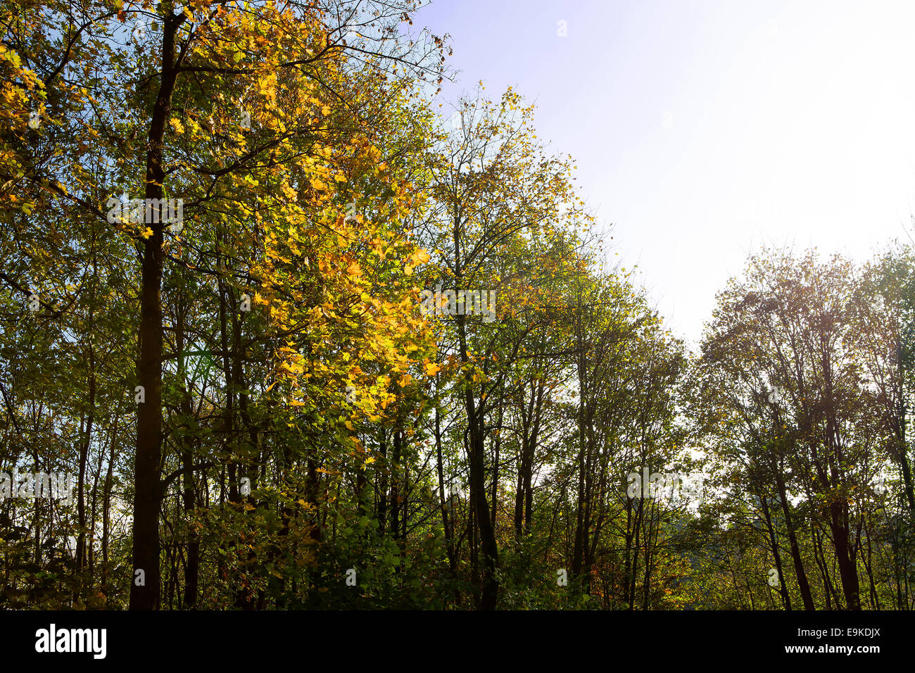 Bosque con coloridas hojas otoñales y cielo azul Foto de stock