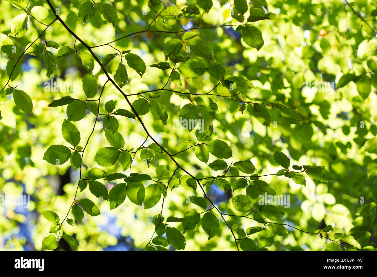 Bosque con coloridas hojas otoñales y cielo azul Foto de stock