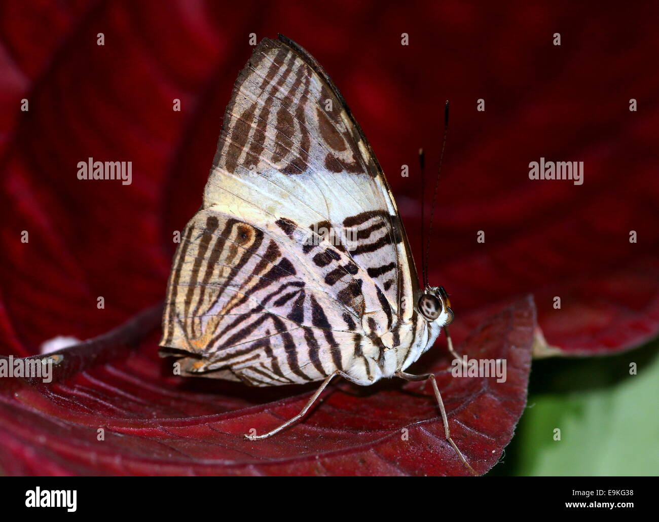 Mosaico de cebra Butterfly (Colobura dirce) alias Dirce Belleza Foto de stock