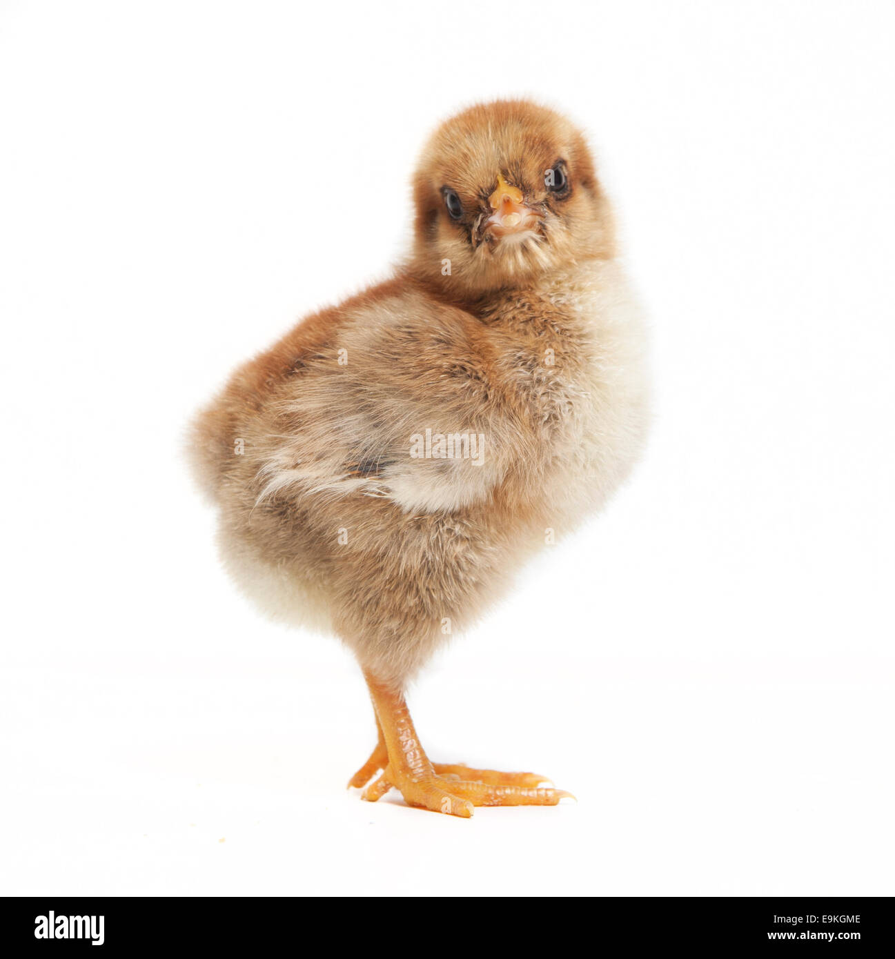 Una joven brown pollos de orpington en estudio con un fondo blanco. Foto de stock