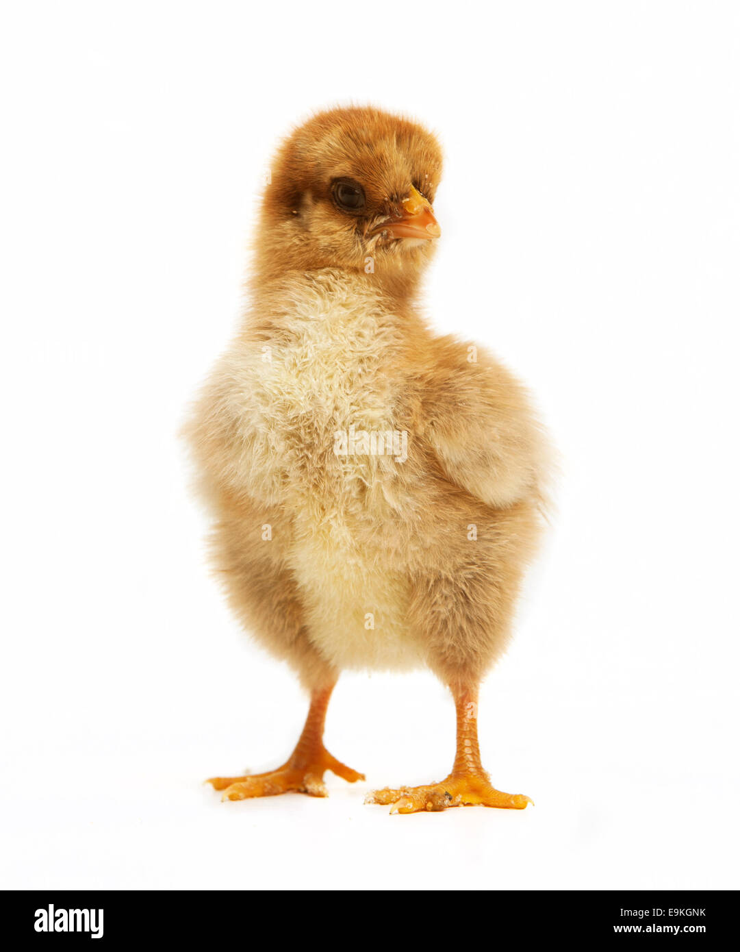 Pequeña raza de pollo fotografías e imágenes de alta resolución