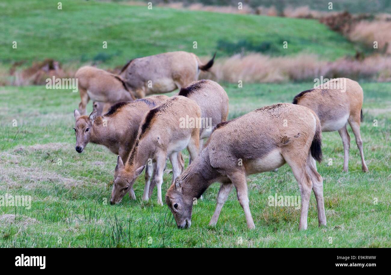 Pere David ciervos en Margam Park, South Wales Foto de stock