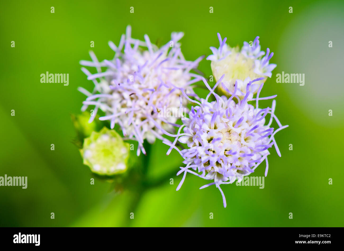 Las pequeñas flores azules de Billy Goat Weed ( Ageratum conyzoides ) en Tailandia Foto de stock