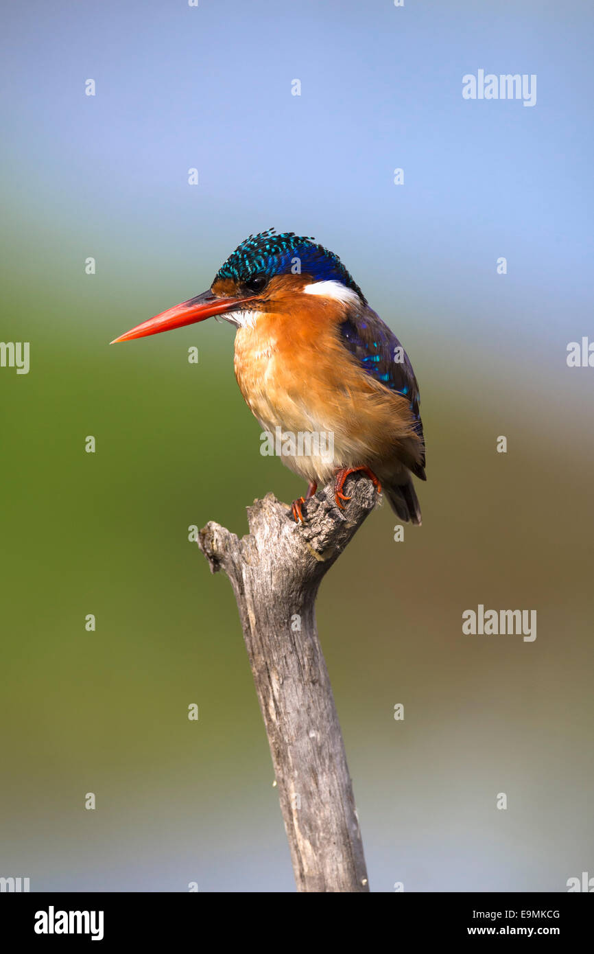 Malachite kingfisher, Alcedo cristata, Intaka Island, Cape Town, Sudáfrica, Foto de stock