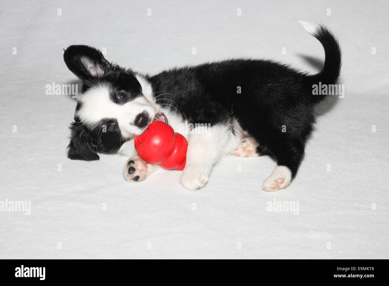 Miniatura Cachorros Pastor Australiano 6,5 semanas viejo negro marcas blancas jugando Kong rojo Alemania Foto de stock