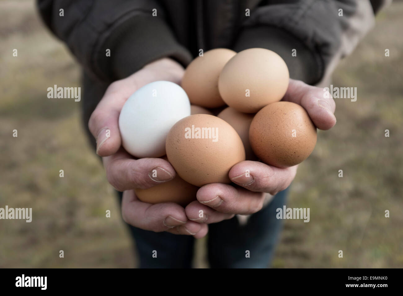 Manos sosteniendo ahuecados free range huevos de gallina. Foto de stock