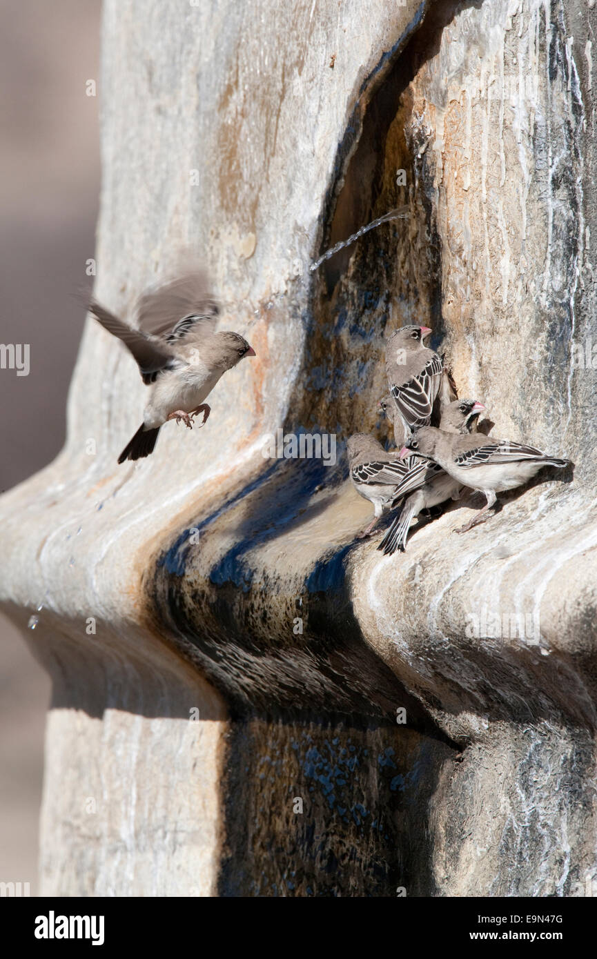 Escamosa pinzones de plumas,Sproropipes squamifrons, bebiendo en fuga en el tanque de agua, el Parque Transfronterizo Kgalagadi, Sudáfrica Foto de stock