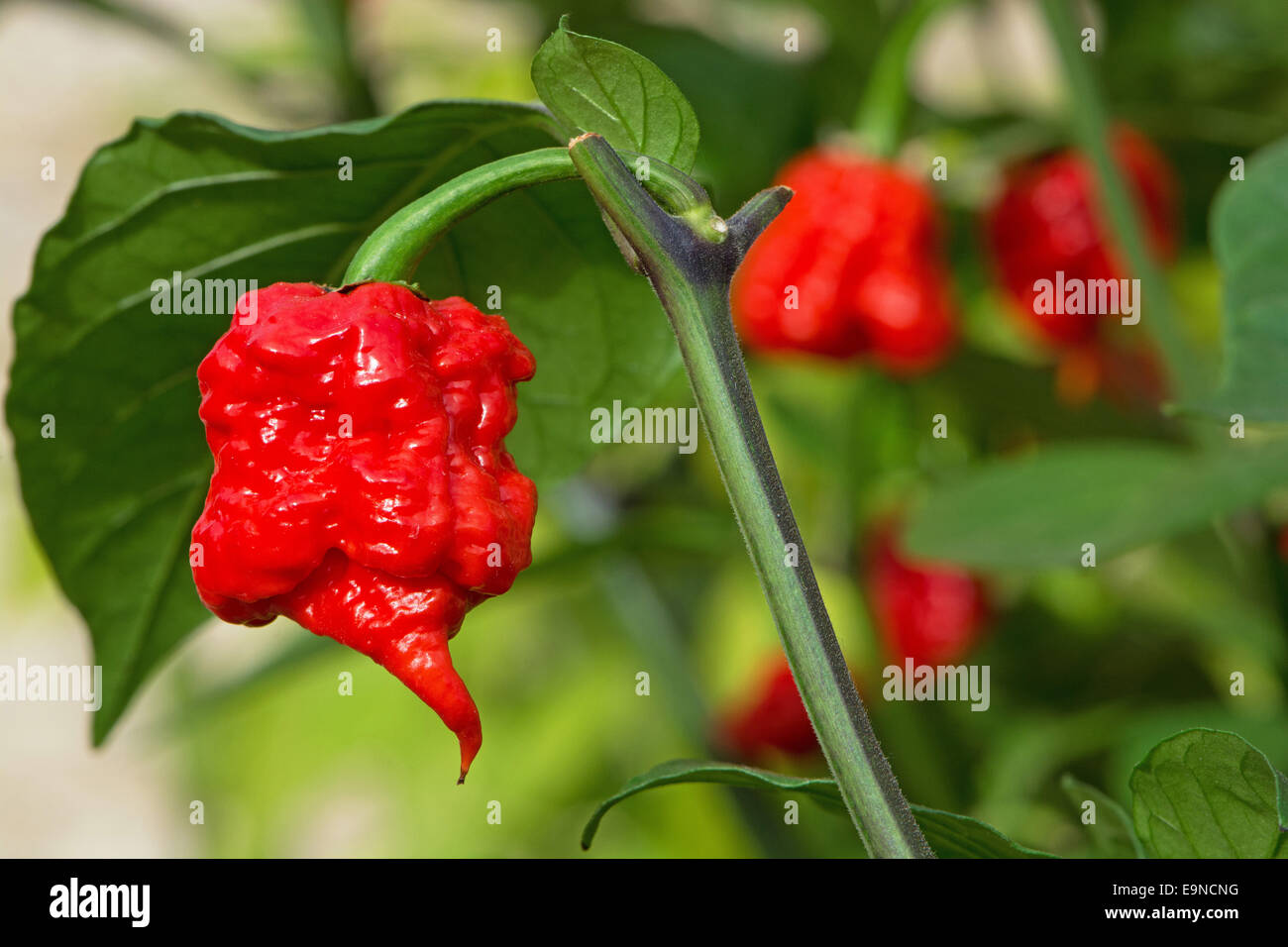 El Carolina Reaper (Capsicum chinense), actualmente el mundo más calientes de Chile (2015