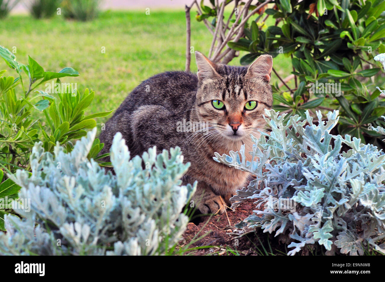 Gato en un arbusto. Foto de stock