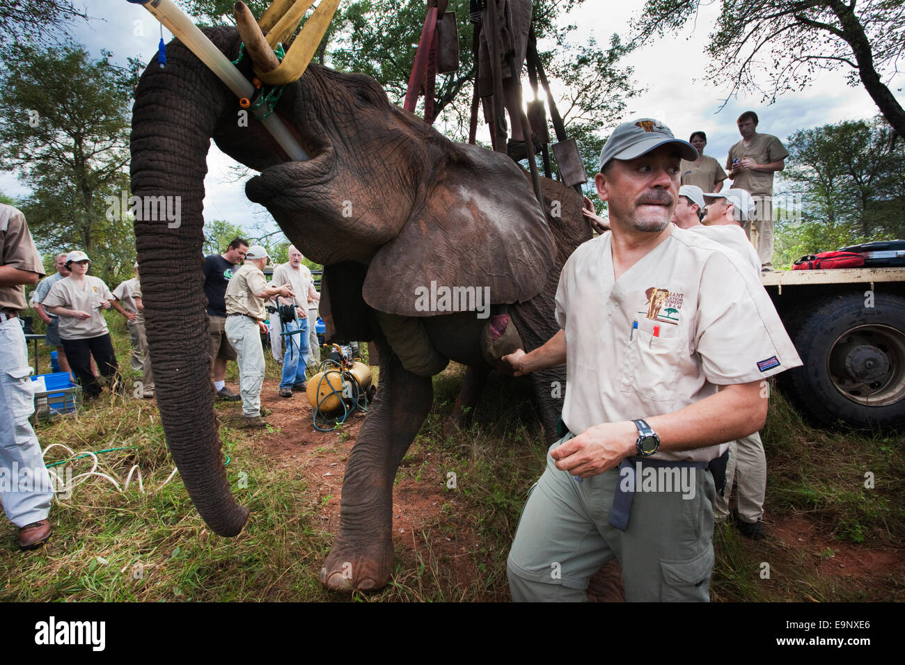 La vasectomía de elefante salvaje, Loxodonta africana, con el Dr. Jeff Zuba del Programa de Gestión de la población de elefantes Foto de stock