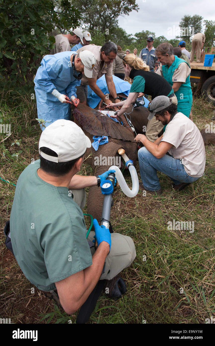 La vasectomía de elefante salvaje, Loxodonta africana, con el Dr. Jeff Zuba, primer plano Foto de stock