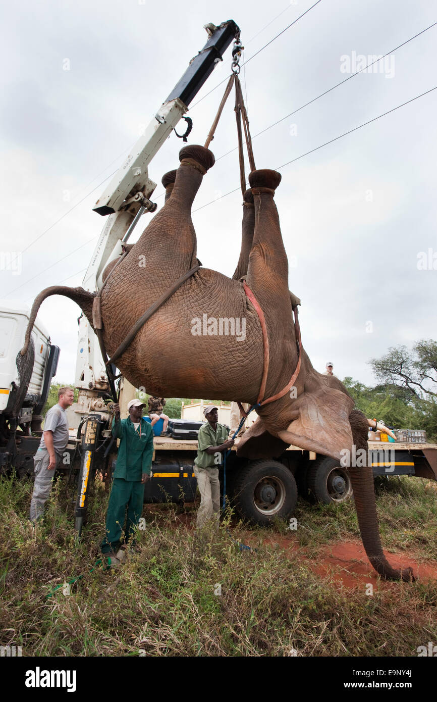 Elefante salvaje bull, Loxodonta africana, izada en su posición por la grúa para operación de vasectomía en Bush Foto de stock