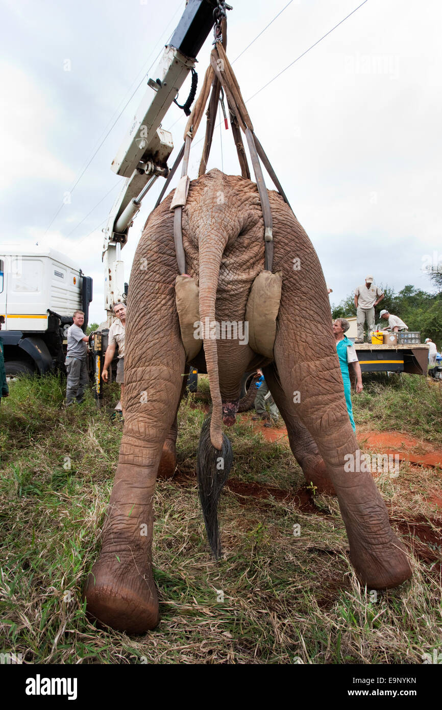 Elefante salvaje bull, Loxodonta africana, izada en su posición por la grúa para operación de vasectomía en Bush Foto de stock