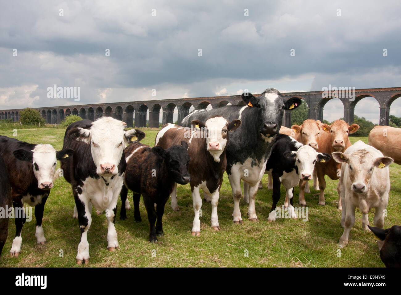 El pastoreo de ganado, Welland o viaducto, Harringworth Seaton, Northamptonshire Rutland fronteras Foto de stock