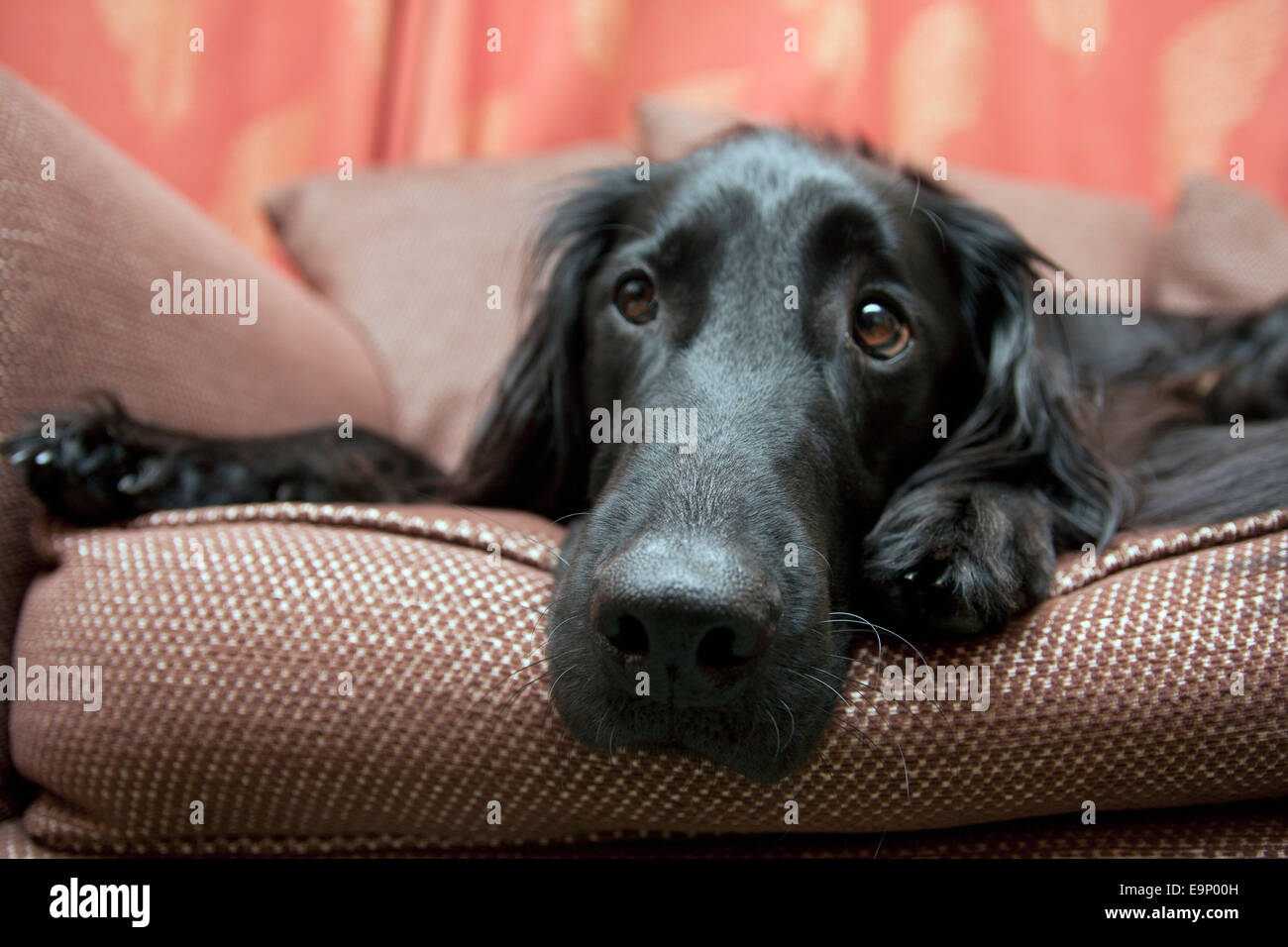 Negro recubierto plana retriever perro joven en silla Foto de stock