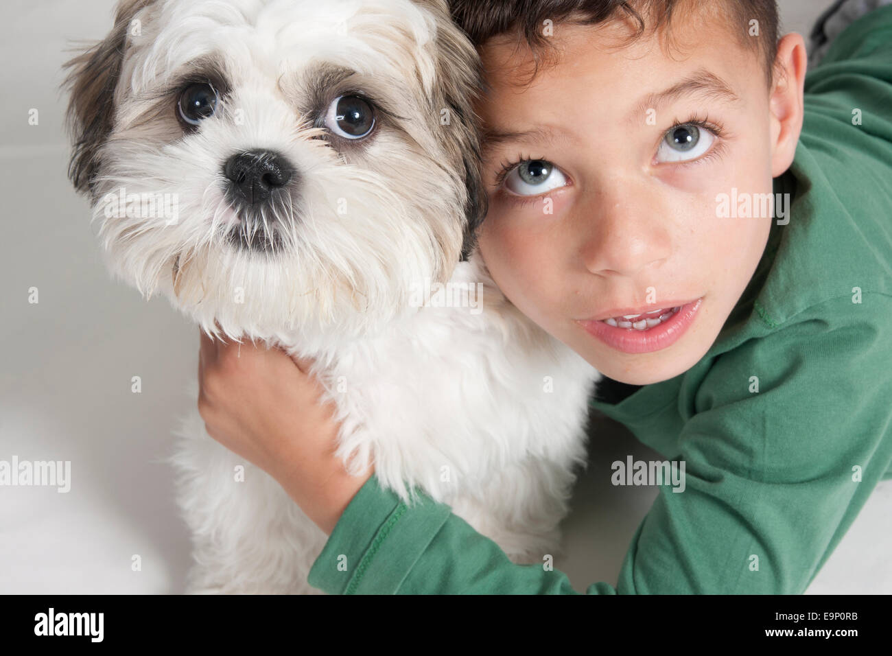 Joven y shih tzu terrier cachorro con sorprendida expresión Foto de stock