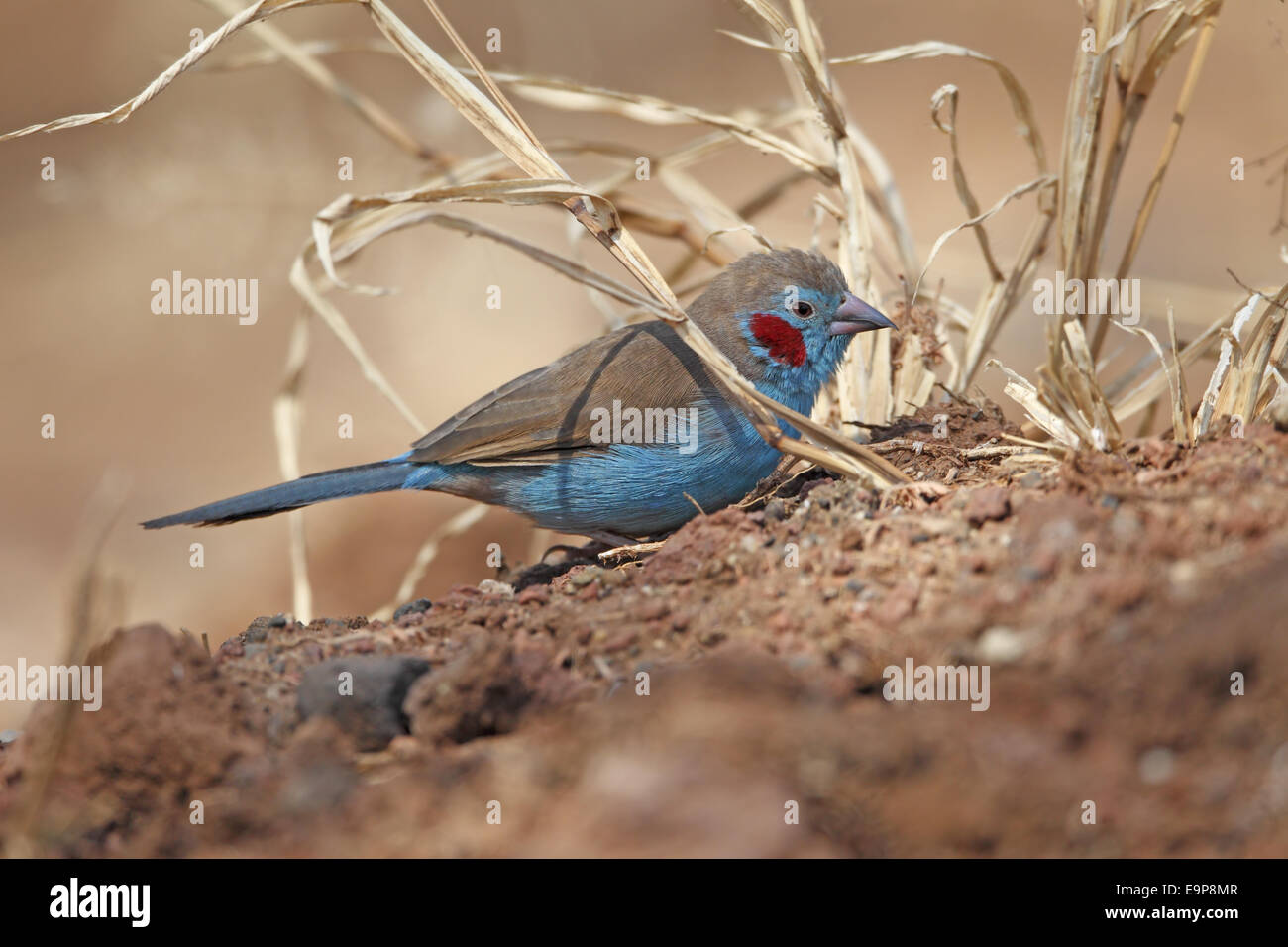 Rojo-cheeked Cordon-bleu (Uraeginthus bengalus) macho adulto, forrajeando en el suelo, el Serengueti N.P., Tanzania, Julio Foto de stock
