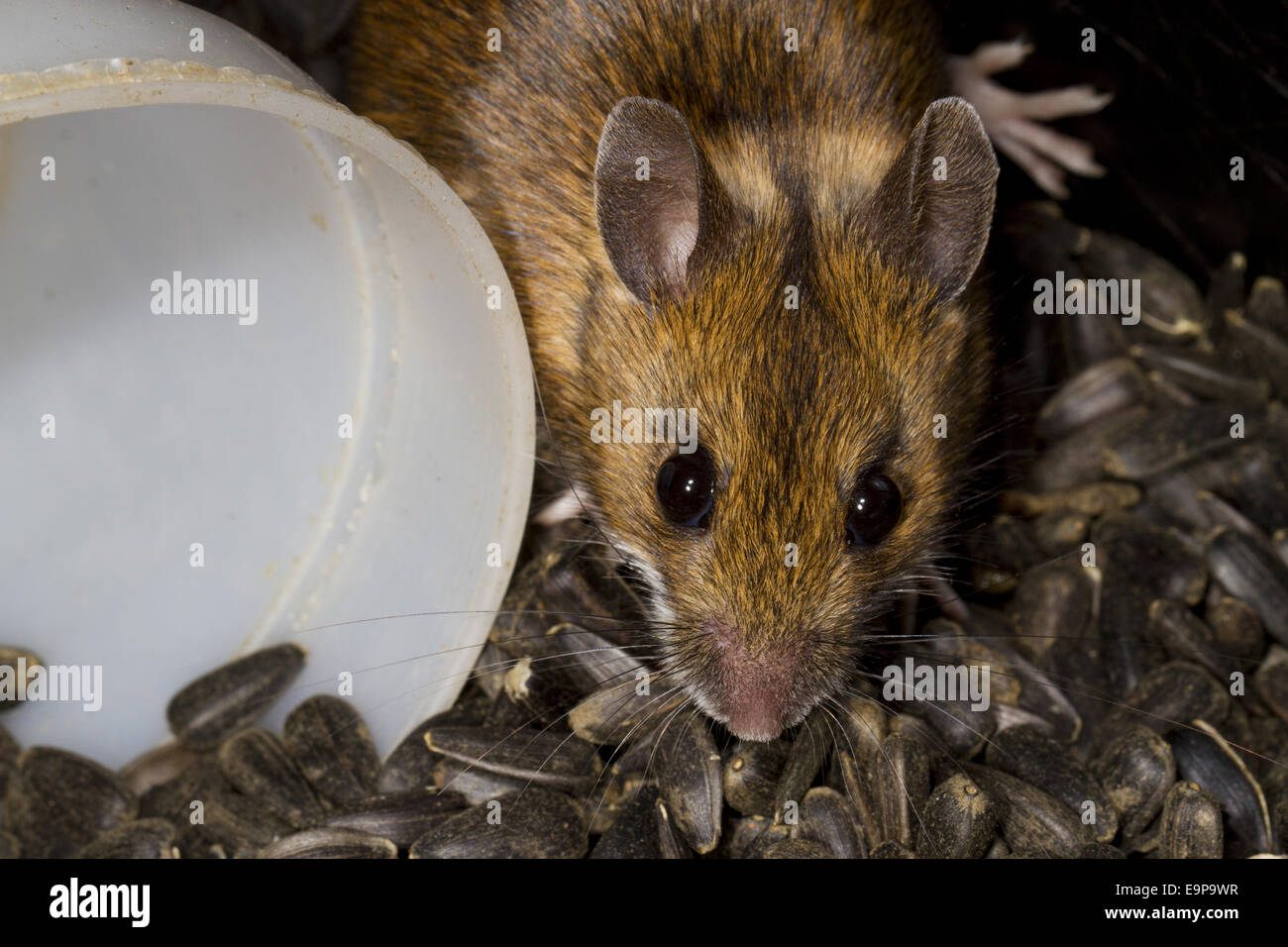 Madera (Apodemus sylvaticus) ratón adulto, en la tienda de negro semillas de girasol, Powys, Gales, Febrero Foto de stock