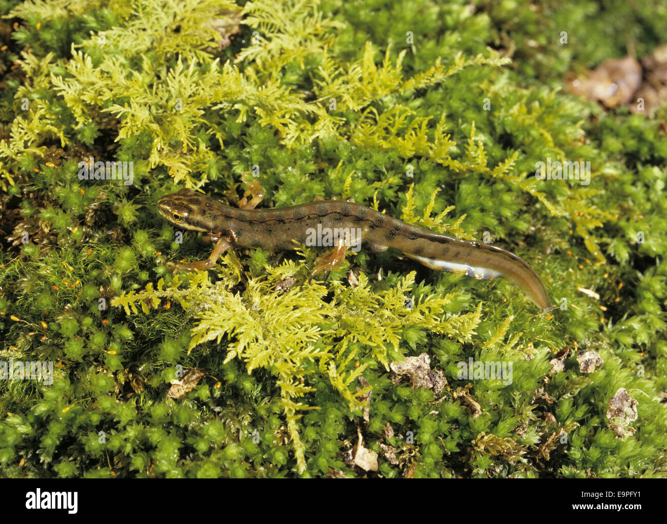 Newt - Triturus vulgaris suave Foto de stock