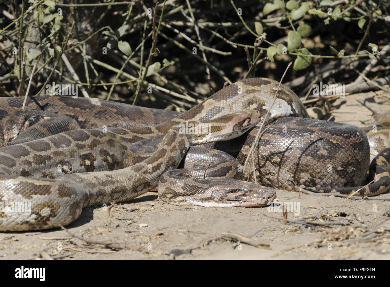 Indian Python - Python molurus Foto de stock