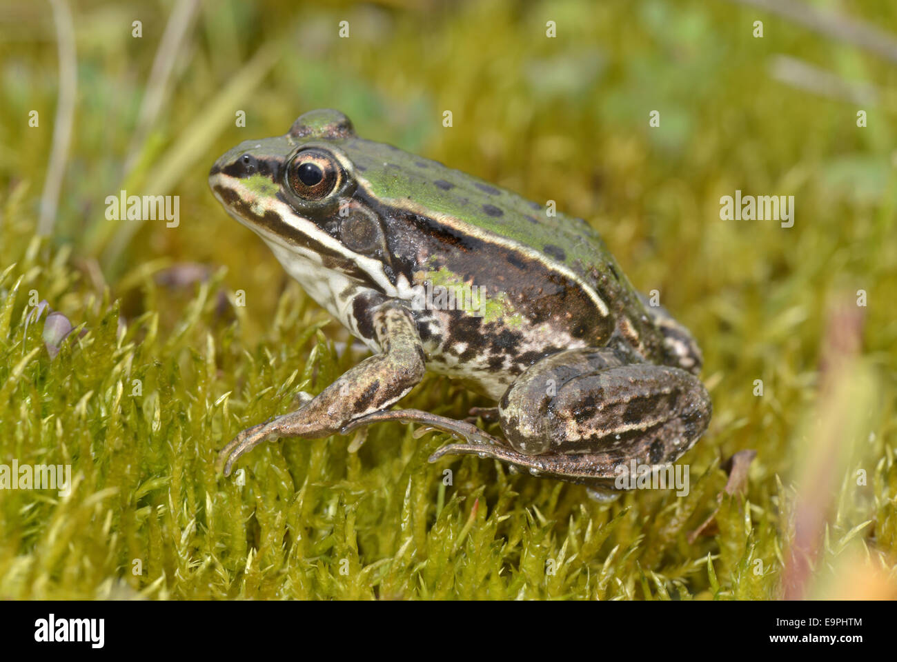 Piscina Frog - Pelophylax lessonae Foto de stock