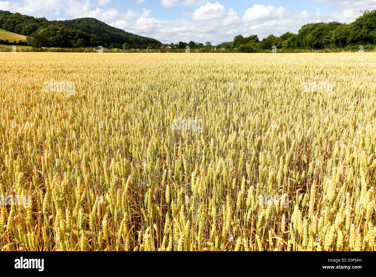 Campo de cebada la cosecha del cereal en un día de verano con el cielo azul y las nubes blancas Herefordshire Inglaterra Foto de stock