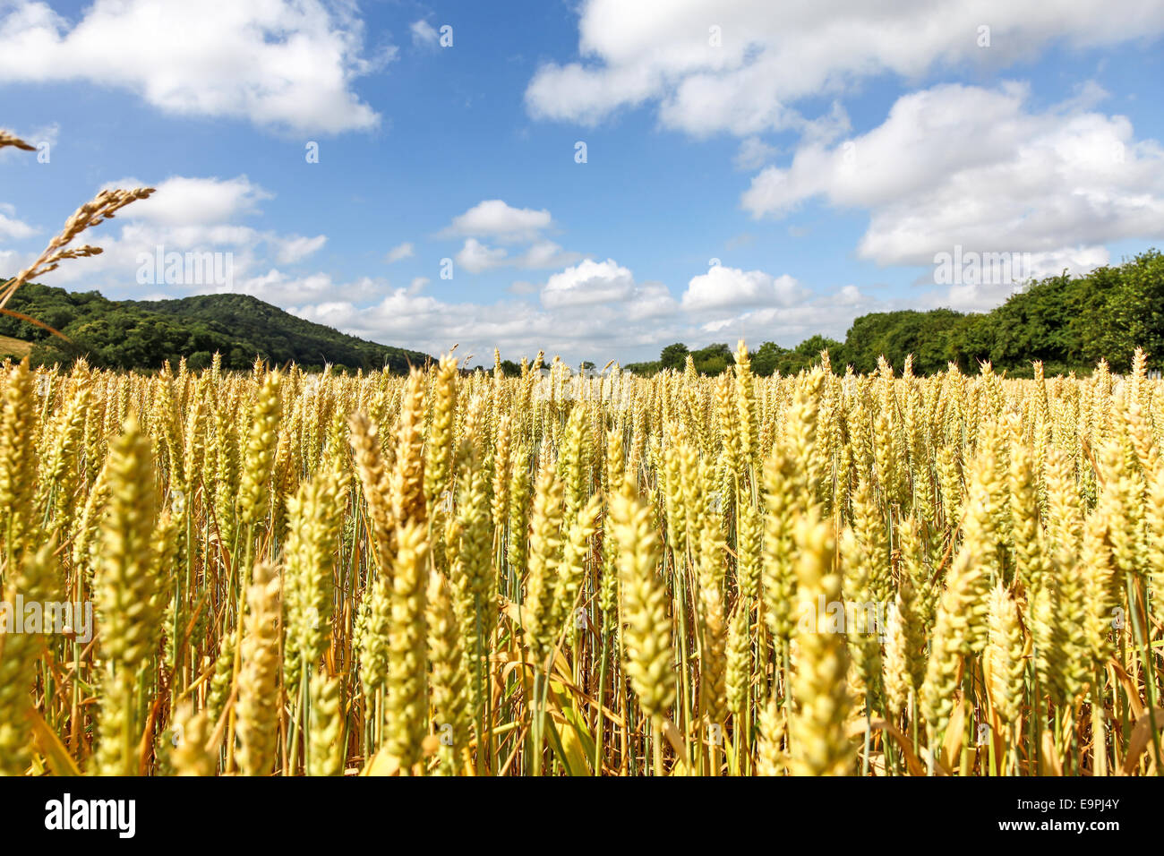 Campo de cebada la cosecha del cereal en un día de verano con el cielo azul y las nubes blancas Herefordshire Inglaterra Foto de stock