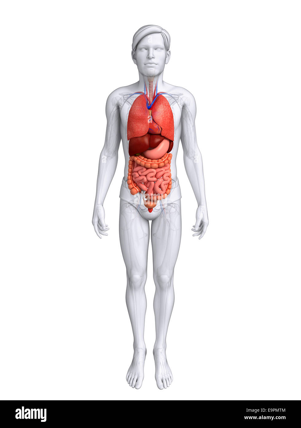 Ilustración del sistema digestivo humano Foto de stock
