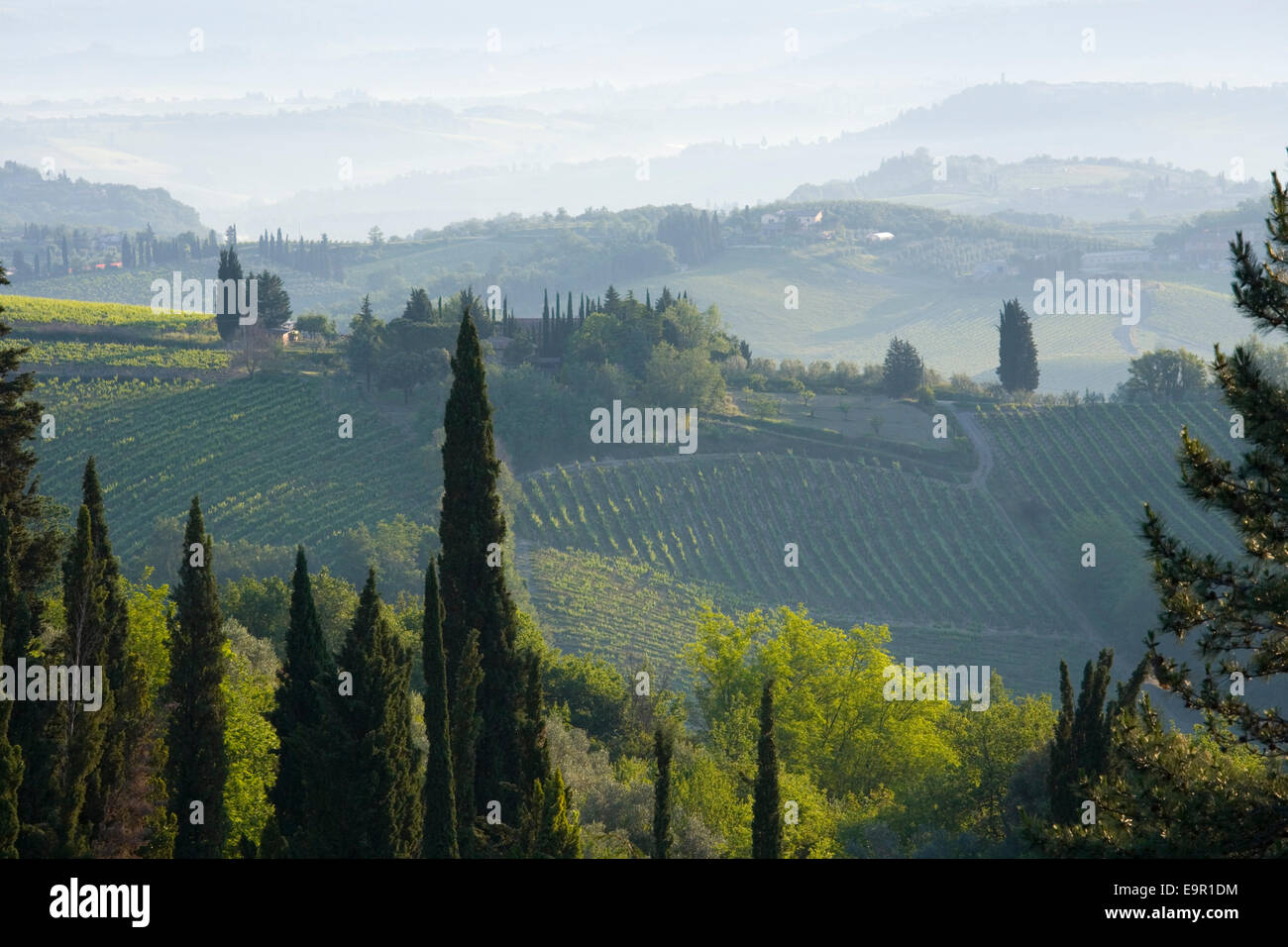 San Gimignano, Toscana, Italia. Vistas de las laderas cubiertas de vid típica al amanecer. Foto de stock