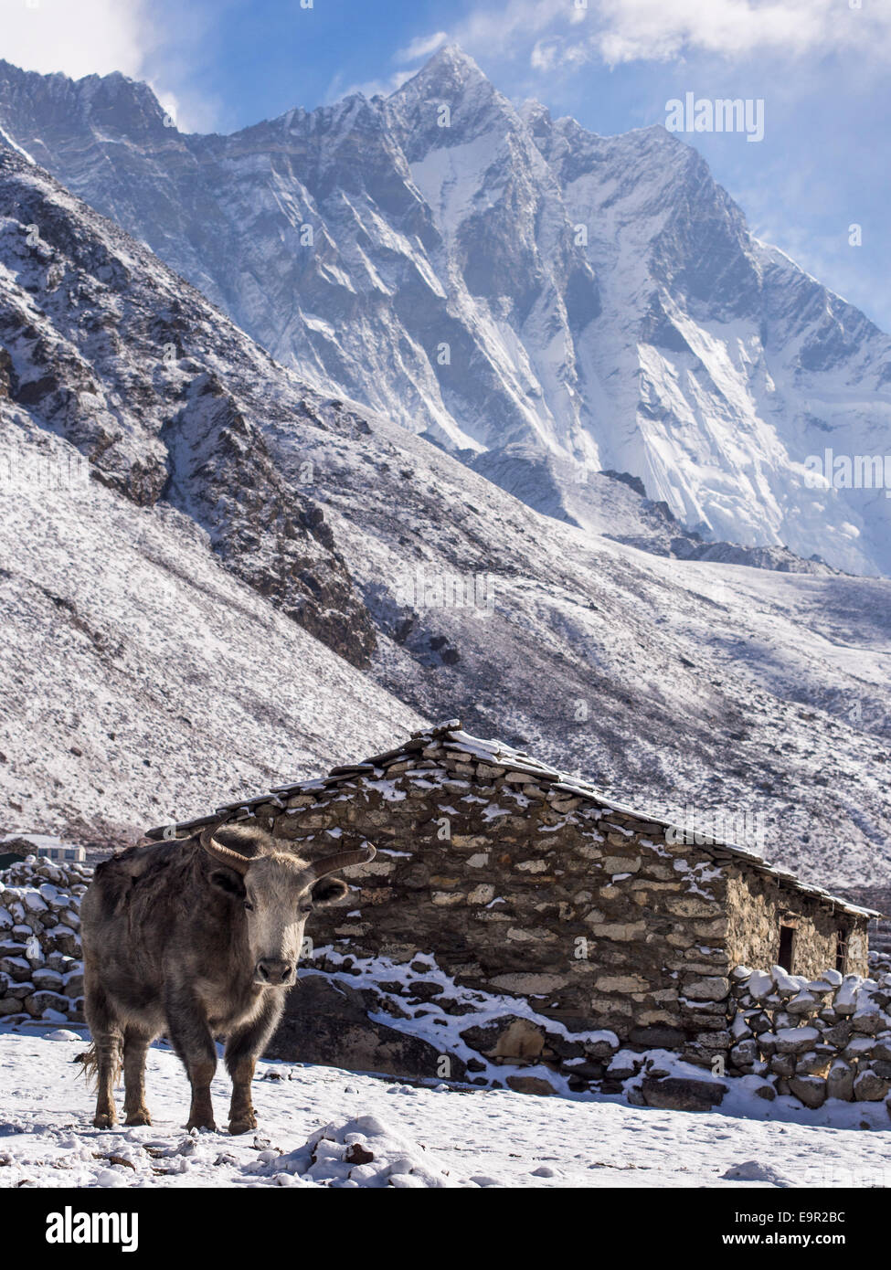 Yak en frente de la casa de pueblo en la región Dengboche, Everest, Nepal. Foto de stock