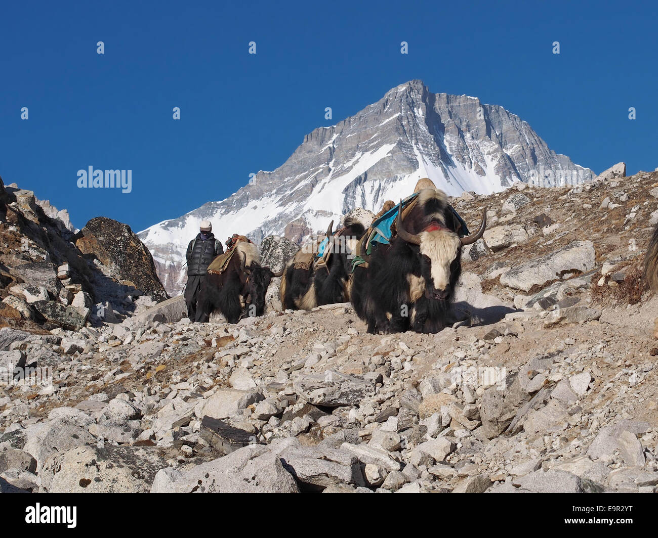 Los yaks en el camino, el campamento base del Everest Trek, región de Khumbu, Nepal. Foto de stock