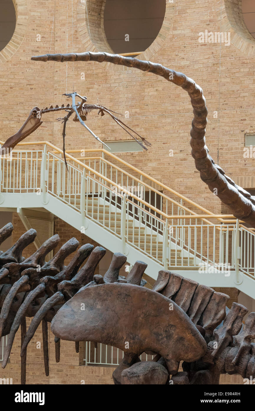 Dinosaurios gigantes dominan el atrio del Fernbank Museum of Natural History en Atlanta, Georgia. (EE. UU.) Foto de stock
