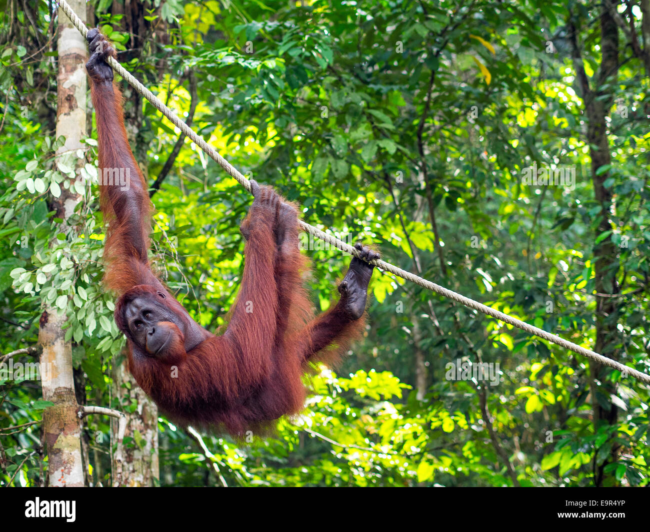 Macho de orangután de Borneo en la Reserva Natural de Semenggoh cerca de Kuching (Malasia). Foto de stock