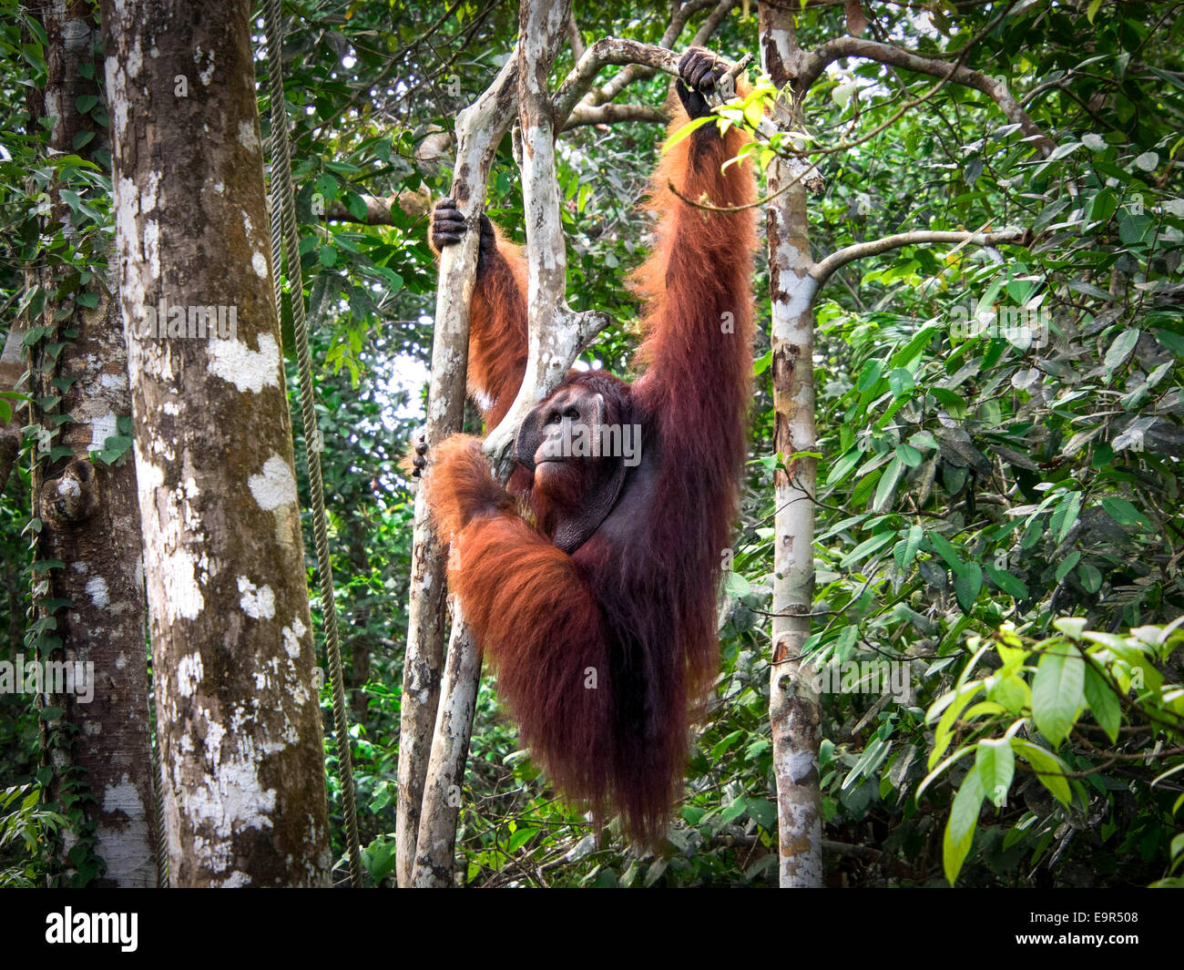 Macho alfa Borneo orangután en la Reserva Natural de Semenggoh, Kuching, Malasia. Foto de stock