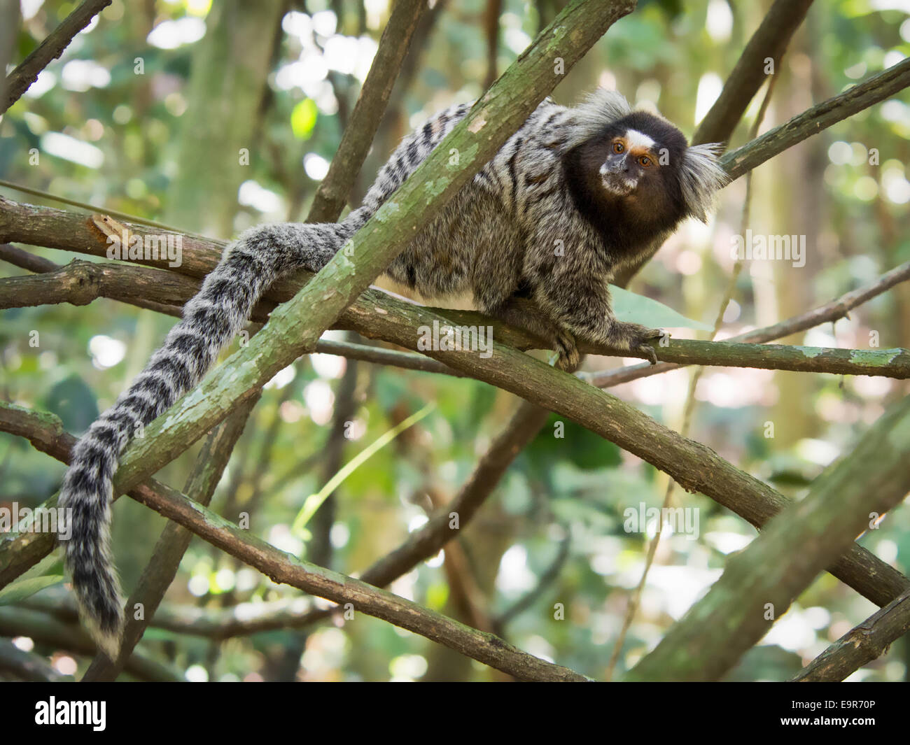 Sagui brasileño mono en el bosque lluvioso de Rio de Janeiro, Brasil. La sagui mono es el más pequeño de los primates de simios. Foto de stock