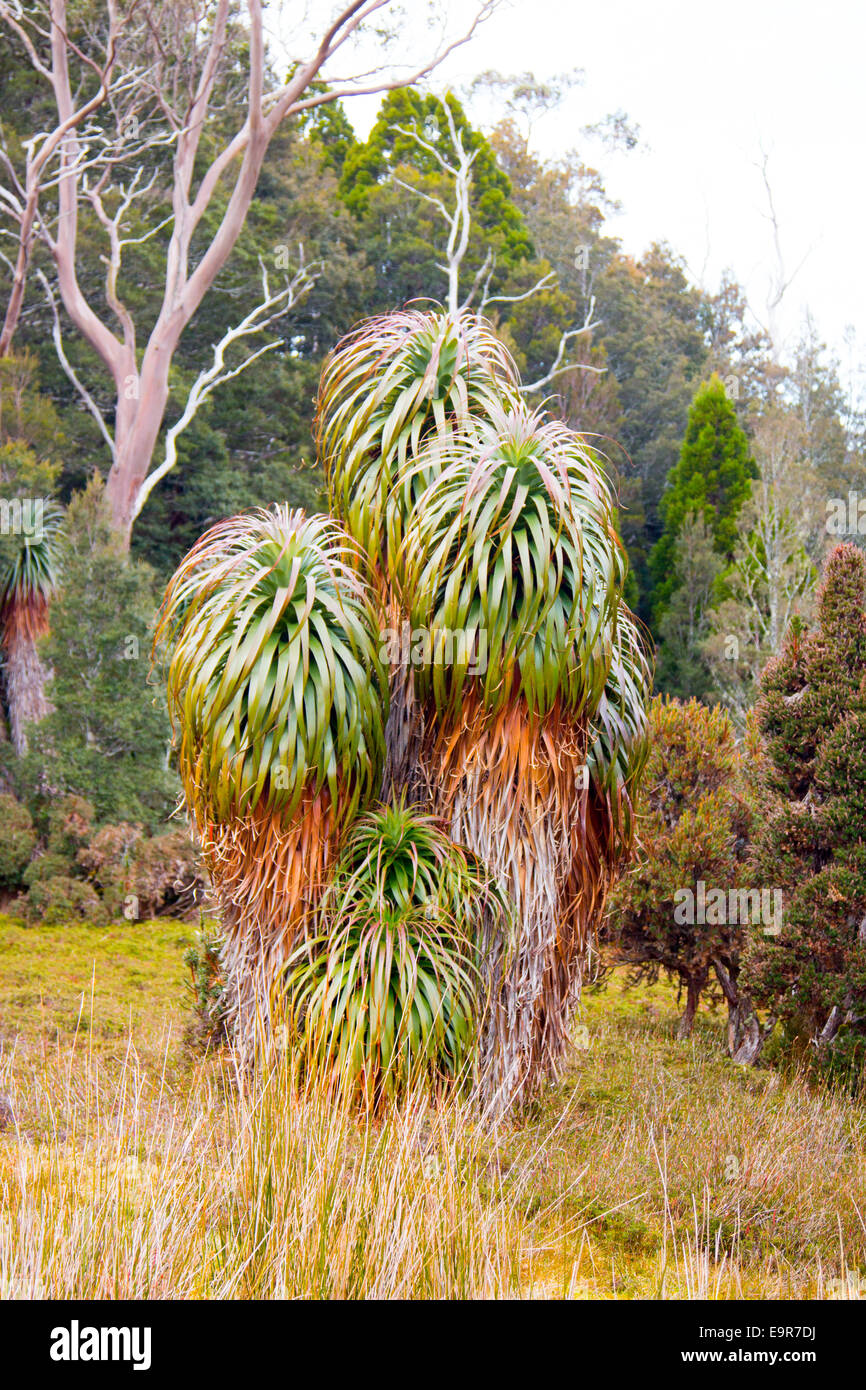 Richea pandanifolia pandani plantas que son nativas de Tasmania, aquí en Cradle Mountain Lake St Clair national park,Tasmania Foto de stock