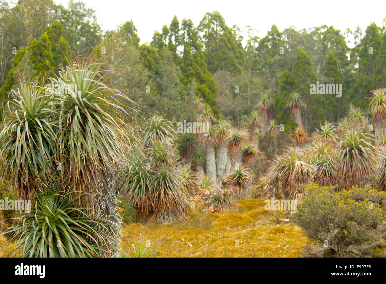 Richea pandanifolia pandani plantas que son nativas de Tasmania, aquí en Cradle Mountain Lake St Clair national park,Tasmania Foto de stock