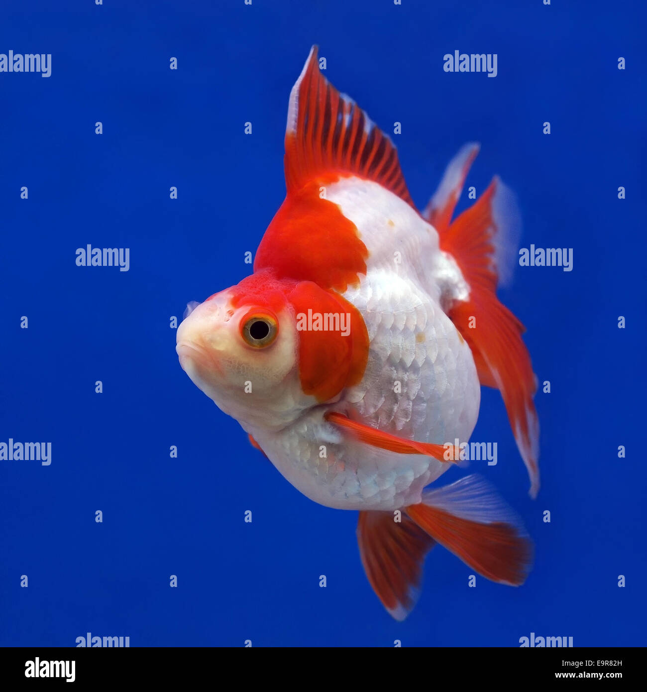 Hermoso pez en el acuario Foto de stock